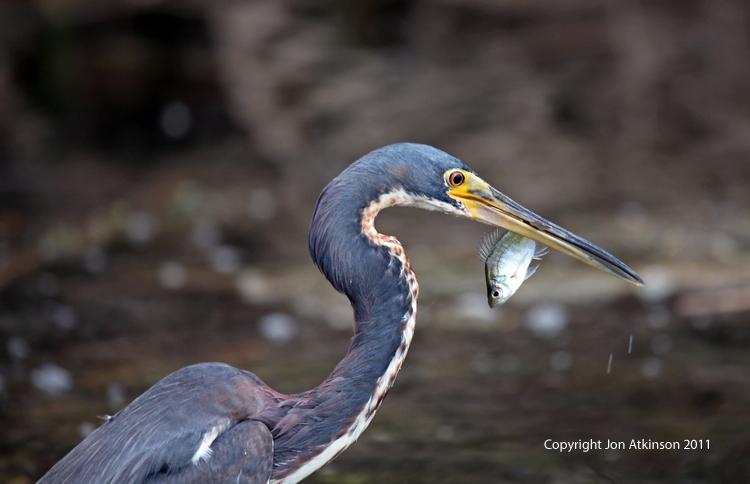 Tricolored Heron, Orlando. Tricolored Heron